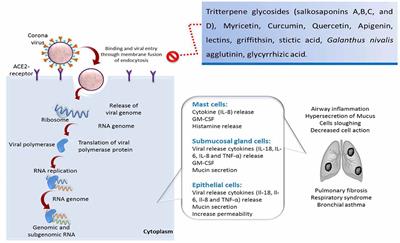 Phytogenic Products and Phytochemicals as a Candidate Strategy to Improve Tolerance to Coronavirus